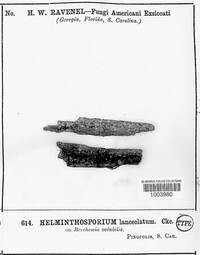 Helminthosporium lanceolatum image